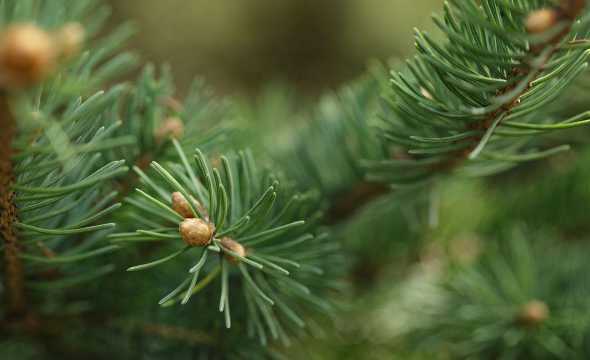 雪松的花蕾是什么样子 植物的仿写句子