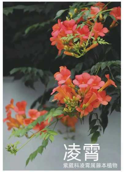 凌霄为什么冬天会开花 凌霄花不开花的原因是什么