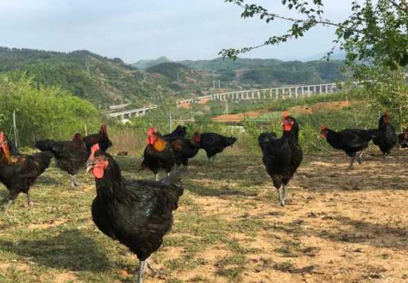 沙土地适合养殖什么好 沙土地适合种什么农作物