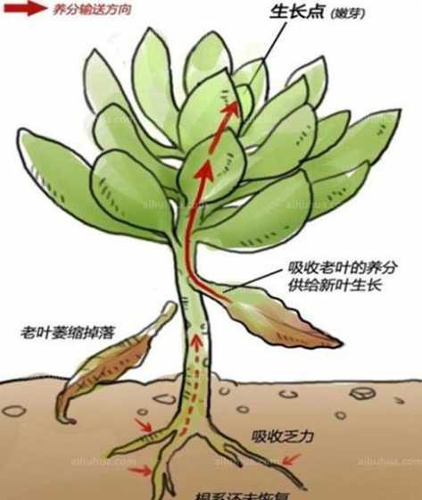 多肉怎么样的根算老根 多肉木化老根如何修剪