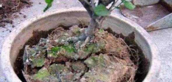 什么季节可以给花换土 盆栽换土在什么季节好,什么季节给花盆换土好