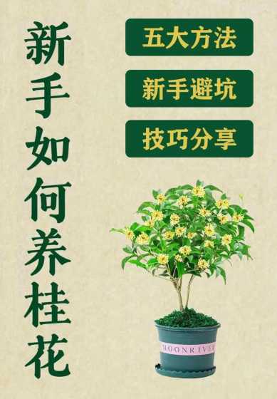 桂花怎么养才能长得快 桂花树怎么养才长得好,5个步骤手把手教你养殖桂花树