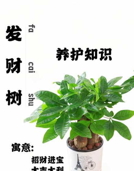 发财树换盆后怎么浇水 发财树换盆当时浇水了怎么办呢