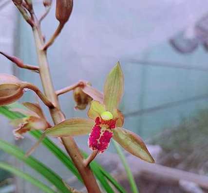蕙兰开红花有什么特点 蕙兰紫气东来的花苞什么颜色