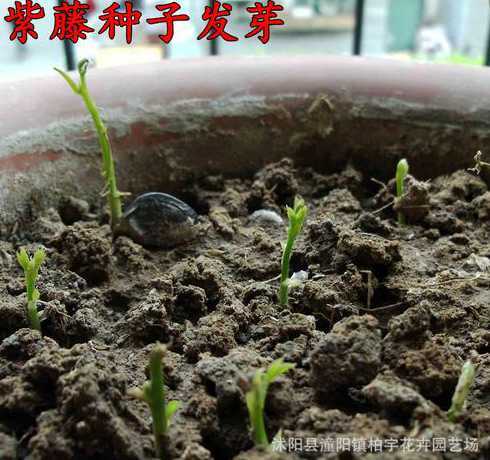 紫藤种子什么时候播种 紫藤种子适合什么时候种植 紫藤播种方法