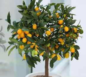 家庭盆栽小金橘怎么养 金橘盆栽怎么养