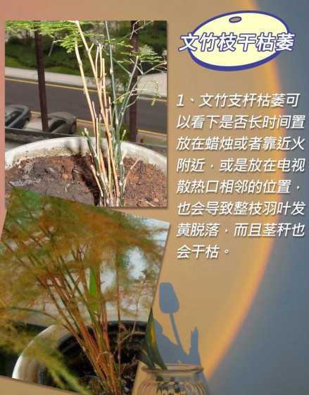文竹为什么会根部发黄 文竹靠根部发白怎么回事