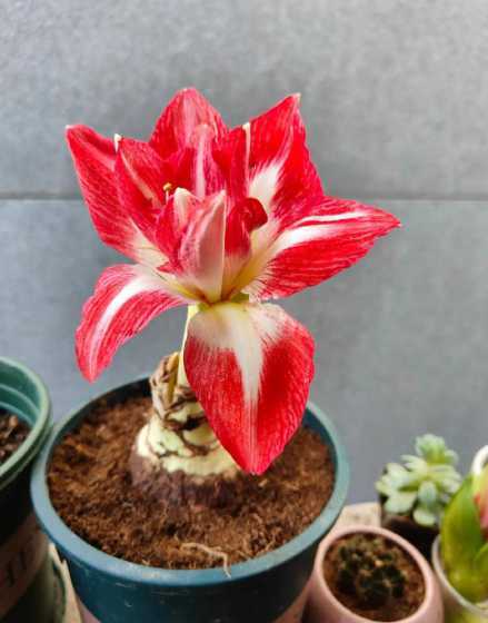 朱顶红怎么养容易开花 朱顶红几月份开花