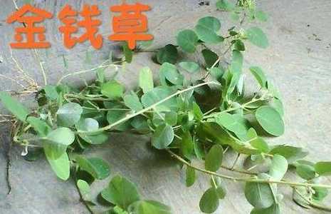 金钱草叶子发黄用什么 金钱草叶子发黄怎么办