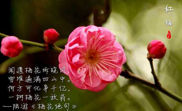 梅花好种吗注意什么 庭院种植梅花风水好吗