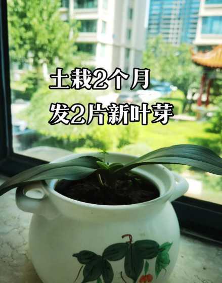 蝴蝶兰花喜欢什么土质 如何养好蝴蝶兰