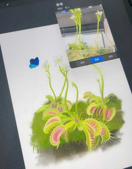 家庭盆栽驱蚊草怎么种 驱蚊草盆栽怎么养