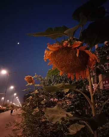 太阳花在晚上会怎么样 我的