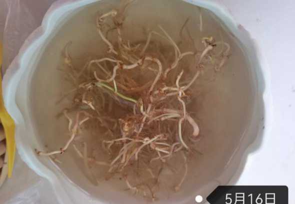 铜钱草根为什么不发芽 水培植物铜钱草怎样生根快铜钱草根茎如何快速生根发芽
