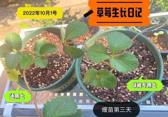 草莓苗什么时候结草莓 草莓什么时间种植较好草莓种植前注意事项是什么