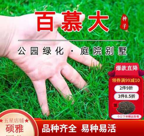百慕大草种子多少一斤 怎么种植包衣百慕大草籽种子草坪绿化种子