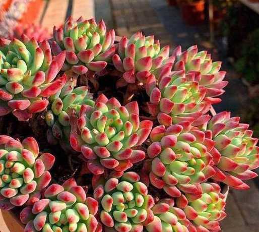 怎么样的花好看又好养 什么花好养又好看