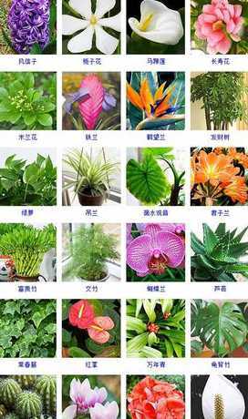 种花水里放点什么名字 在家里可以用什么水种花