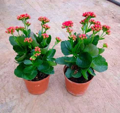 长寿花小盆栽怎么养殖 长寿花盆栽怎么养殖