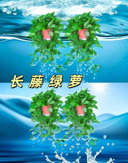 长藤绿萝掐了尖怎么样 绿萝长出很长的藤怎么处理