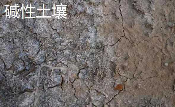 什么可以使土壤变碱性 如何让土壤成弱碱性