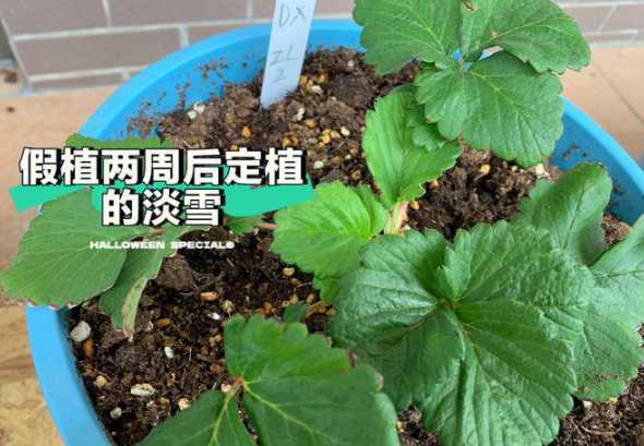 草莓种苗什么时候定植 草莓几月份移栽最好
