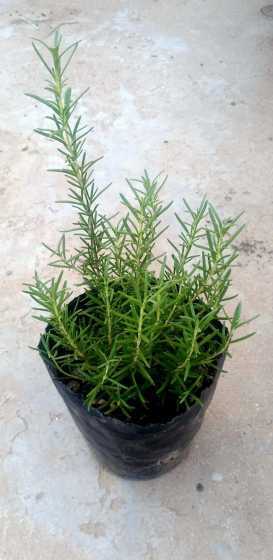 迷迭香食用盆栽怎么养 迷迭香的盆栽方法和注意事项