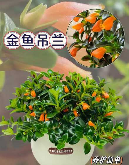 吊兰什么季节长小吊兰 吊兰栽培时间是什么时候