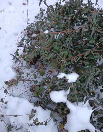 什么花只有冬天不开花 冬天养的死不了花为什么不开花