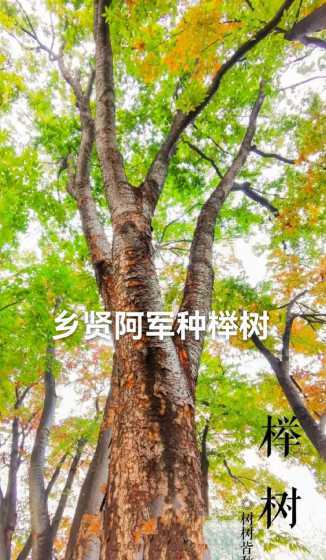 榉树种一般什么时候种 榉树什么时候种植