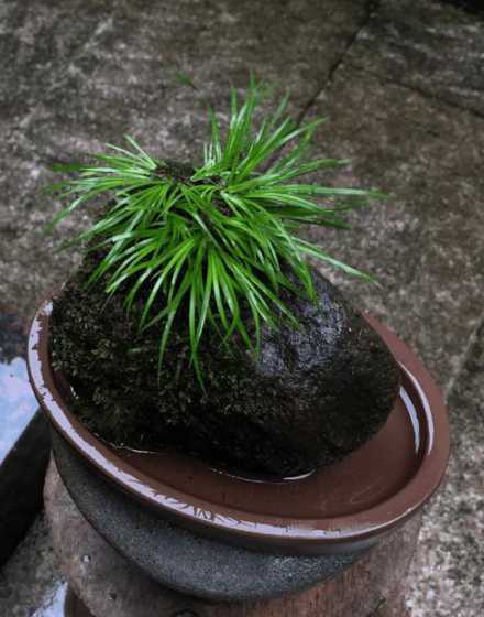 菖蒲适合用什么花盆养 菖蒲怎么养