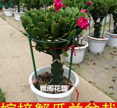 多肉店嫁接什么项目好 多肉可以与什么枝嫁接