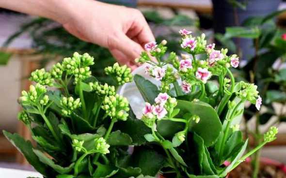 春季什么给长寿花浇水 长寿花开花时怎么浇水