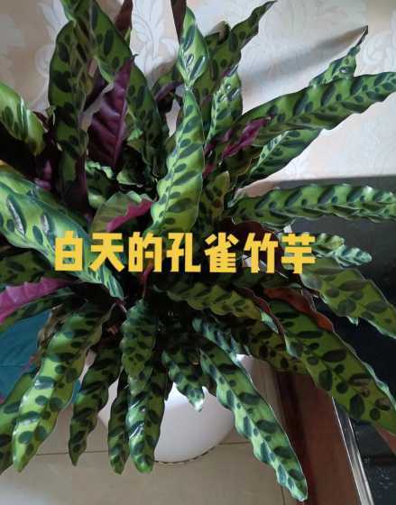 孔雀竹芋叶子怎么剪去 孔雀竹芋叶子卷曲怎么办