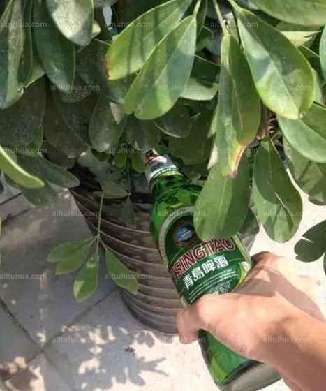 所有花草都能用啤酒浇水 用啤酒擦花叶用稀释吗