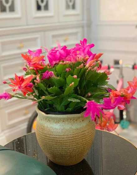 春节适宜养在室内的花草 卧室里适合养什么花