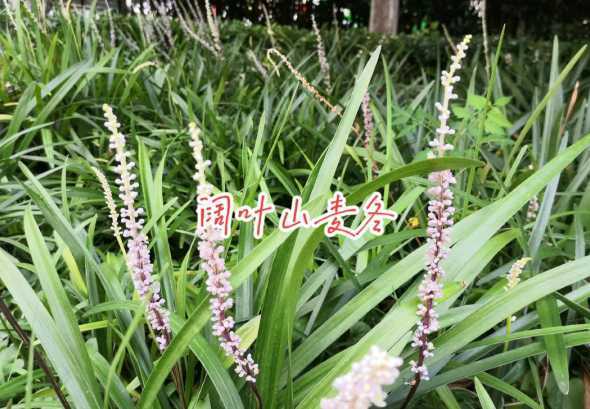 阔叶麦冬1平方多少株 麦冬栽种间距是多少