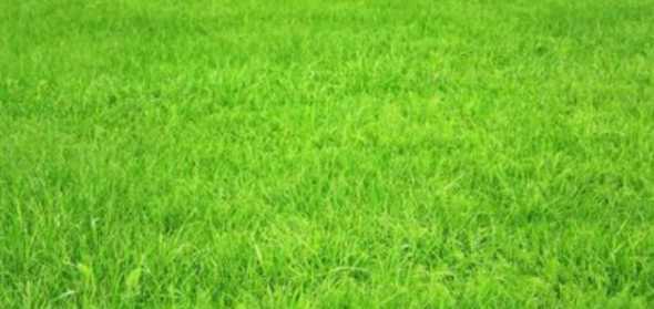 全部养的草坪就像什么 种植草皮的方法是什么