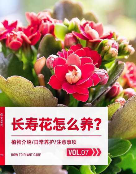 长寿花为什么不能过冬 长寿花怕冻吗,能放在室外过冬吗