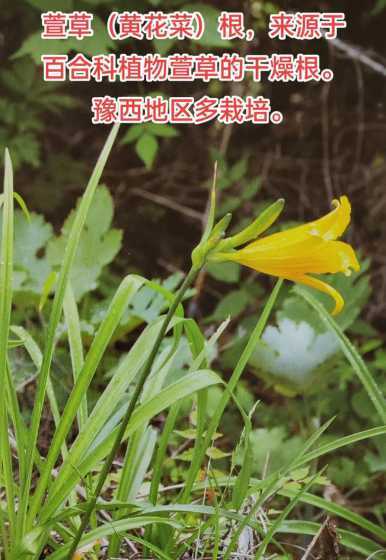 大花萱草的根是什么样 大花萱草续根吗