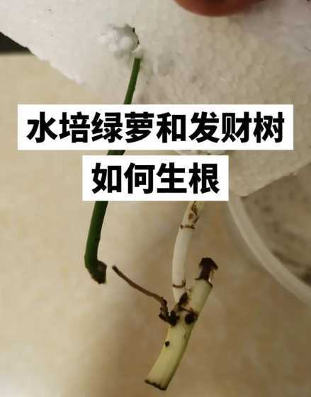 为什么不能用水养绿萝 为什么客厅不能放绿萝