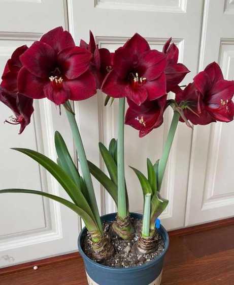 盆栽朱顶红冬季怎么养 盆栽朱顶红冬季室温20多度,叶子常绿不休眠,春天能开花吗