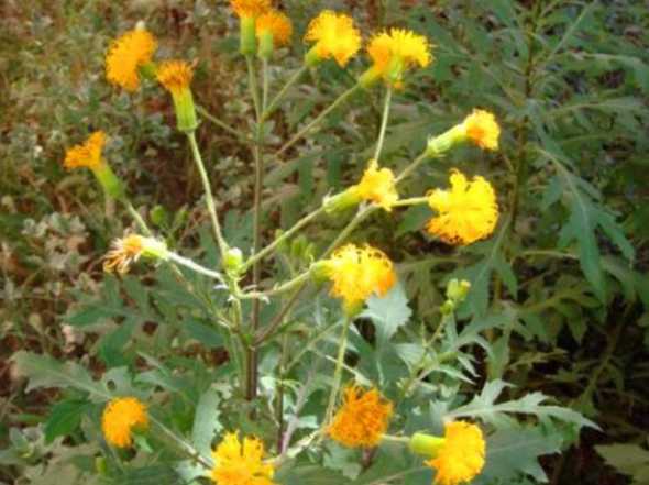 菊三七开花是什么味道 这是什么野菜