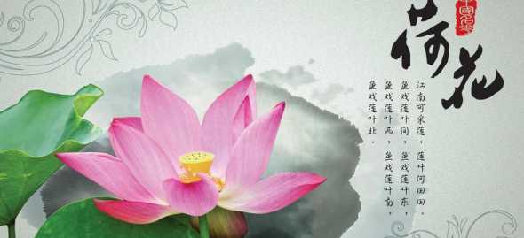 莲花有什么不好的寓意 家里养莲花有什么寓意,不聚财且阴气较重(不适宜家养)