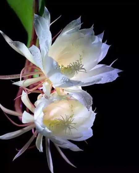 昙花最早什么时候开花 昙花开花时间大约有多久