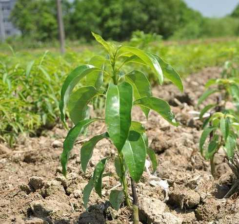 移植樟树什么时候发芽 去年冬天移植的樟树还没发芽是不是死了