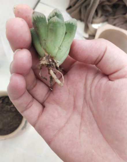 为什么玉露一直不发根 玉露怎么发根
