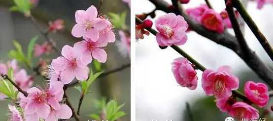 桃花可以和什么花比较 和桃花同期开的花