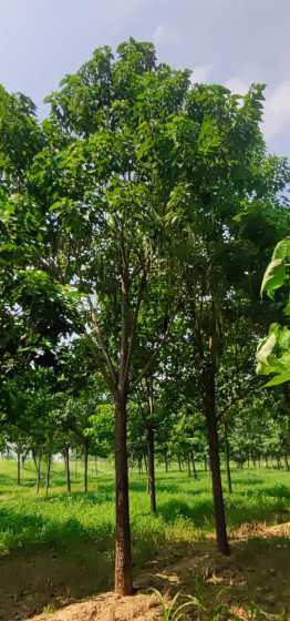 30公分的楸树多少钱 大楸树价格多少钱一棵大楸树的种植方法