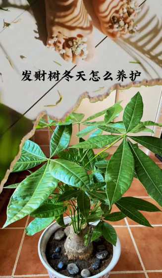 北方冬天怎么养发财树 冬天发财树放室内还是室外